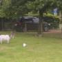 Dierenweide