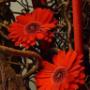 Duurzaam blomobject