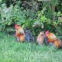 Camping Kloet