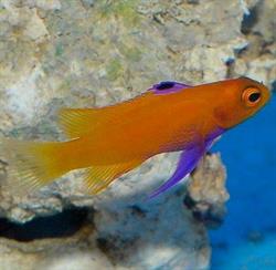 De Jong Marine Life