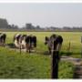 Zuivelboerderij den Eelder