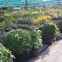 Veel planten van eigen kwekeri
