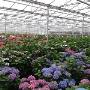 Ruime keuze hortensia planten.