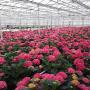Eigen Hortensia kwekerij