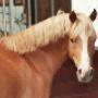 Paardenpension De Vallei