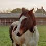 Paardenpension De Vallei