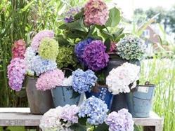 Flowershop Goes