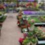 Tuincentrum Frank Meester