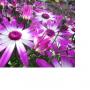 Tuincentrum Frank Meester