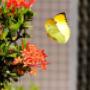 Tuincentrum Frank Meester