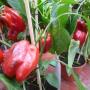 Tuincentrum Frank Meester