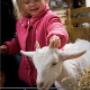 Ridammerhoeve Geitenboerderij
