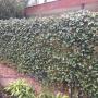 groene schutting