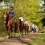 Chevaux Les