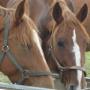 Chevaux Les