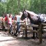 Chevaux Les