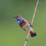 Blauwborst