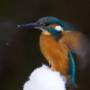 IJsvogel