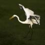 Grote Zilverreiger