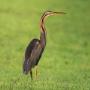 Purperreiger