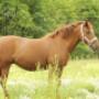 Manege Gasselte