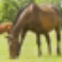 Manege Gasselte