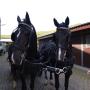 Jonker Manege