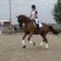 Dressuur