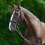 Manege paard Cees