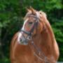 Manege pony Blitz