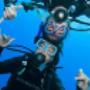 PADI duikcursussen