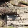Hout afval inzameling