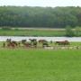 Vossenveld Camping 't