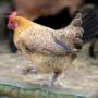 De Hakhorst Pannekoekboerderij
