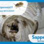 Wespennest bestrijding