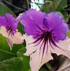 Bloemen Dille