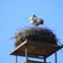 Groene Hart Huizen Makelaars