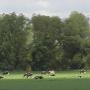 Groene Hart Huizen Makelaars