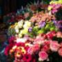 Grote collectie bloemen