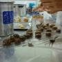 Bonbon Workshop