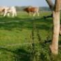 Landelijk wonen/woonboerderij