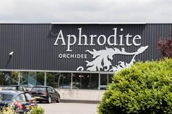 Aphrodite Orchidee Max & Xq