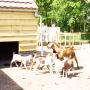 Pannenkoekboerderij & Camping De Koppenjan