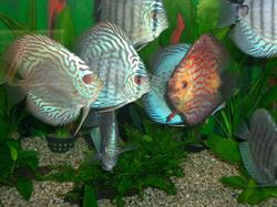 Aquariumcentrum Holgen