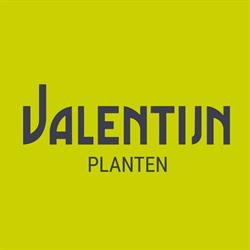 Bloem en styling Valentijn