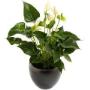 Plant met sierpot