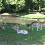 Camping en Chaletpark De Hanenburg
