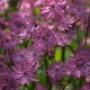Kleine Plantage De