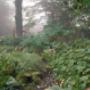 Kleine Plantage De