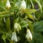 Kleine Plantage De